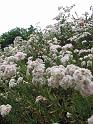 20080721_-sd2008-_2395