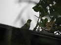20080721_-sd2008-_2398