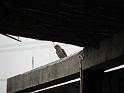 20080721_-sd2008-_2399