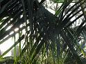 20080724_-sd2008-_2582