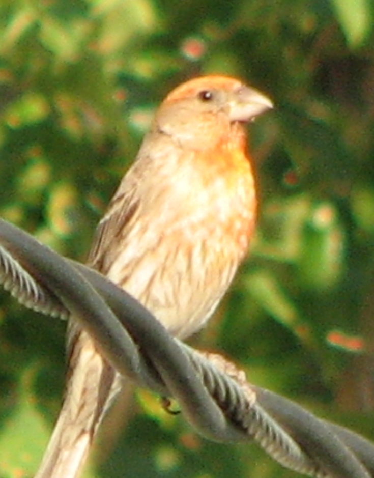 finch_2643.jpg