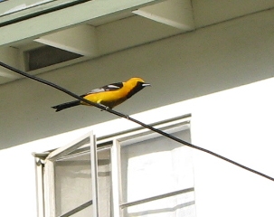 oriole_2670.jpg